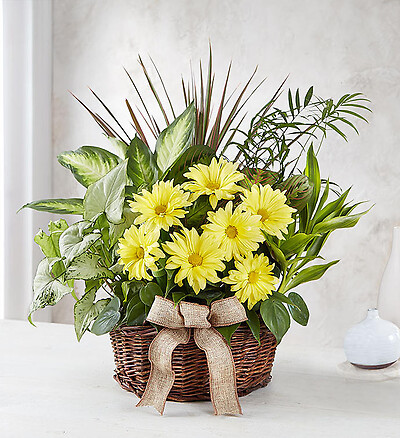 Dish Garden With Fresh Cut Flowers For Sympathy